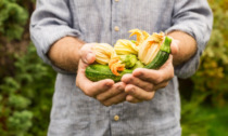 Facciamo l'orto in casa, da oggi in regalo le zucchine