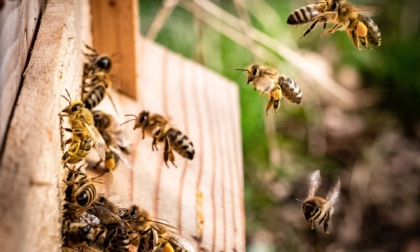 3Bee, tecnologia per proteggere le api: l'azienda di Villa Guardia monitora più di 3mila alveari