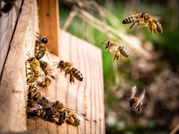 3Bee, tecnologia per proteggere le api: l’azienda di Villa Guardia monitora più di 3mila alveari