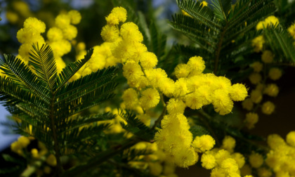 Un’iniziativa dedicata alla Festa della Donna nell’ufficio postale di Como