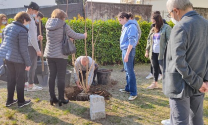 Oggi Nicolò Mainoni avrebbe compiuto 19 anni: piantato un albero in sua memoria