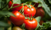 Facciamo l’orto in casa: da sabato in regalo il pomodoro