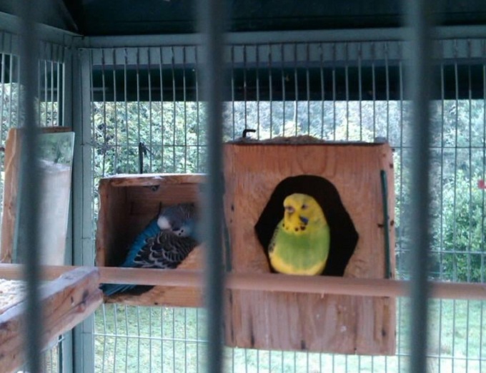 Pepita è scappata, Sky la aspetta: appello da Brenna per ritrovare la cocorita