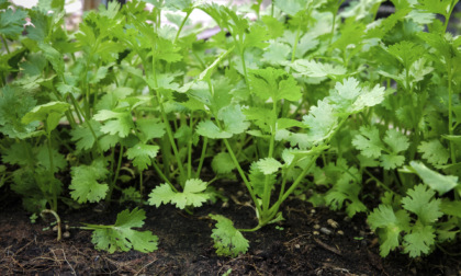 Il coriandolo, un'esotica pianta aromatica