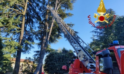 Vento forte: i pompieri intervengono per tagli piante a Como e Fino