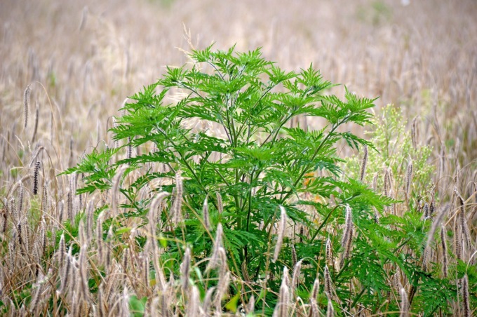 Contenimento diffusione all’infestante ambrosia artemisiifolia: le misure adottate del Comune di Cantù