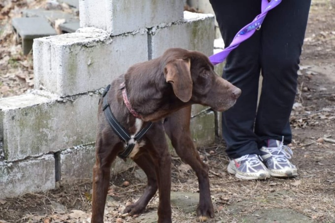 Cane salvato dal braccio della morte: ora nonna Ina cerca una nuova casa