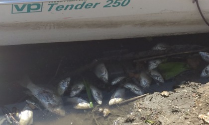 Sversamento nel lago di Pusiano provoca una moria di pesci