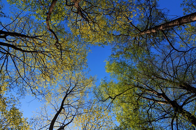 Bando per 6,6 milioni di alberi nelle città metropolitane, Coldiretti Como-Lecco: “Misura utile”