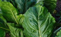 Bieta verde da taglio: pianta vigorosa e foglie tenere