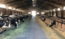 Fa troppo caldo: scende la produzione di latte nelle stalle comasche