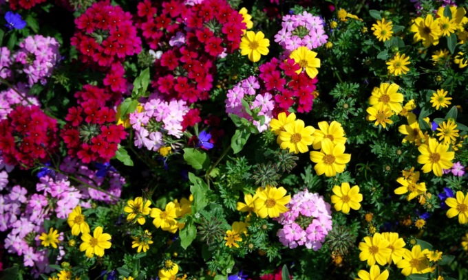 In regalo con i nostri settimanali i semi di coloratissimi Fiori d’estate