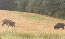 Animalisti contro la caccia ai cinghiali nell'Olgiatese: "Sarà un macello dove nessuno conta quanti siano i morti"