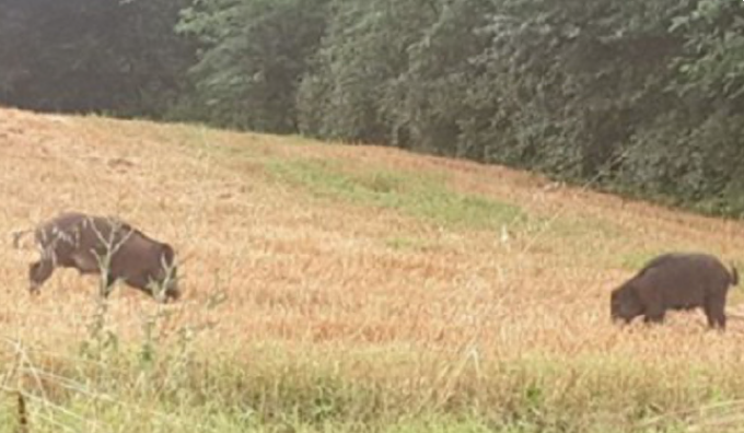 Animalisti contro la caccia ai cinghiali nell’Olgiatese: “Sarà un macello dove nessuno conta quanti siano i morti”