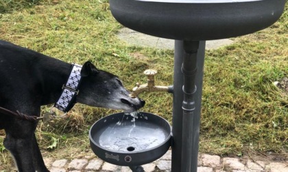 Al Segrino arriva la fontana ad altezza cane