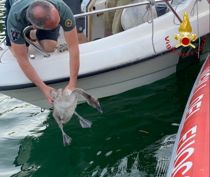 Cigno infilzato in un galleggiante: lo liberano i pompieri
