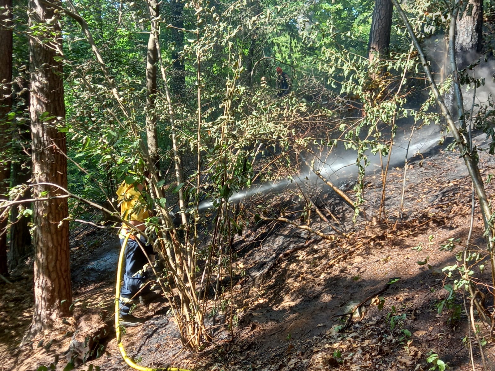 Incendio boschivo a Brenna