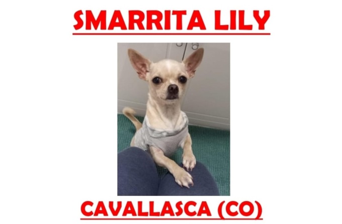 Appello da Cavallasca per Lily. Aggiornamento: cagnolina ritrovata