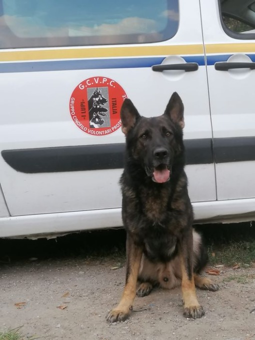 Torno, ritrovato nei boschi l’anziano disperso: merito (anche) di Yukon