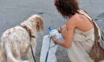 Mariano, niente più pipì dei cani sui marciapiedi: i padroni dovranno portare con sé dell'acqua