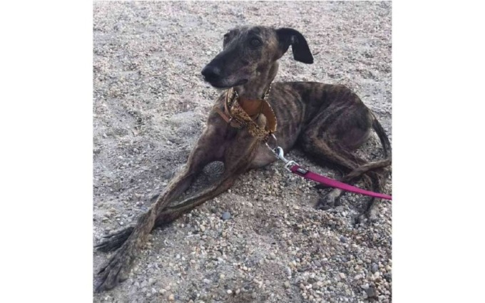 Ritrovata Limerencia: il galgo è tornata a casa
