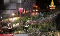 Pianta pericolante in via Carso: Vigili del fuoco al lavoro