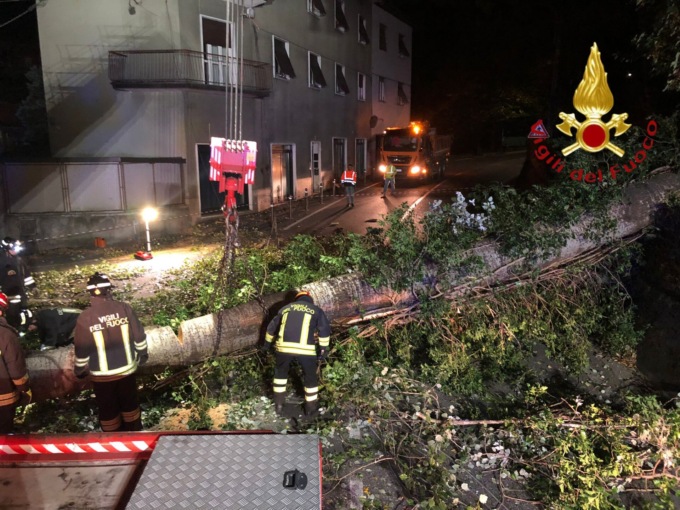 Pianta pericolante in via Carso: Vigili del fuoco al lavoro