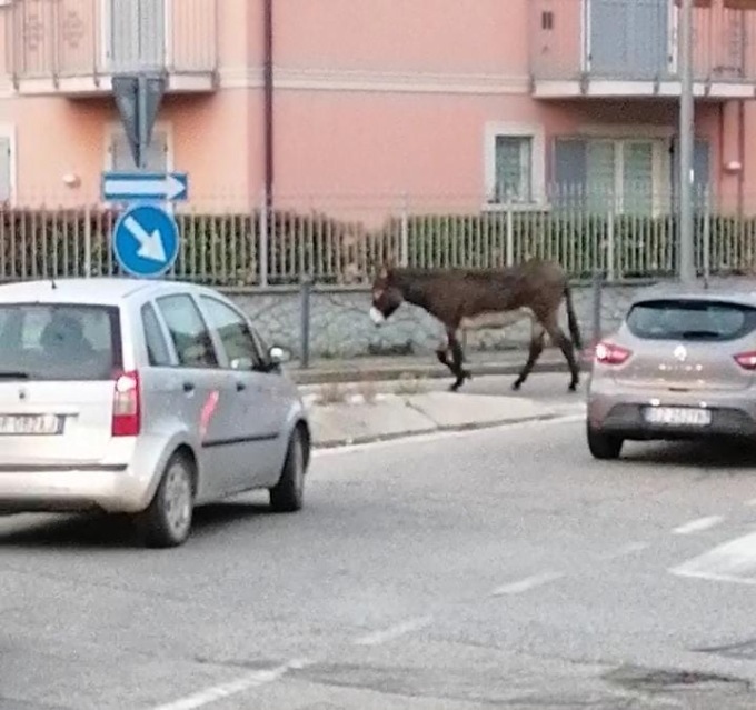 Folle mattinata a Portichetto