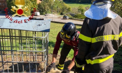 Pecora incastrata con la testa in una cisterna: salvata dai Vigili del fuoco