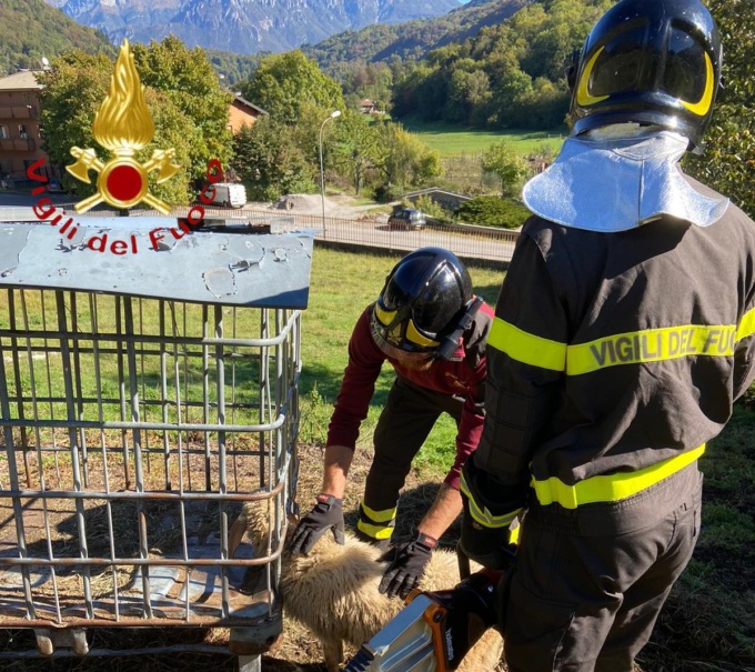 Pecora incastrata con la testa in una cisterna: salvata dai Vigili del fuoco