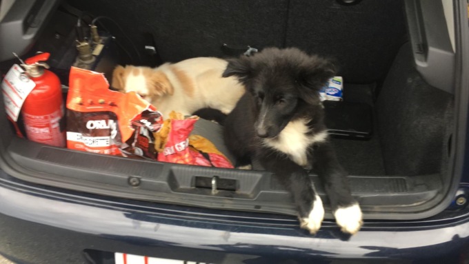 Blitz antidroga a Lambrugo: salvati due cuccioli