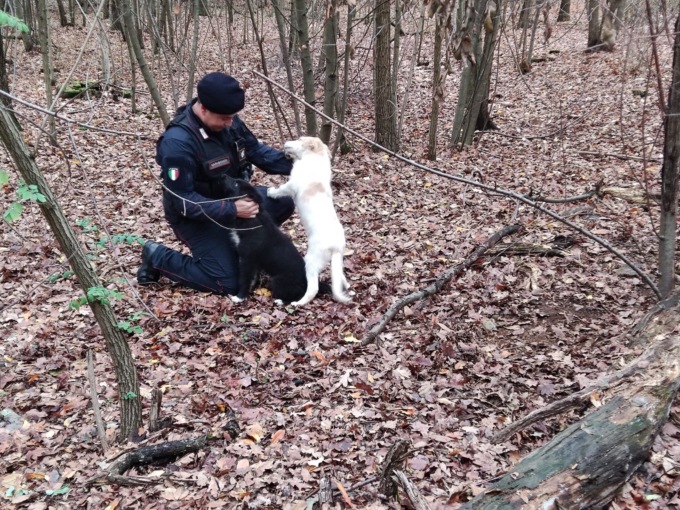 Blitz antidroga a Lambrugo: salvati due cuccioli