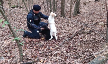 Blitz antidroga a Lambrugo: i Carabinieri salvano due cuccioli legati ad un bivacco