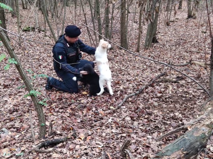 Blitz antidroga a Lambrugo: i Carabinieri salvano due cuccioli legati ad un bivacco
