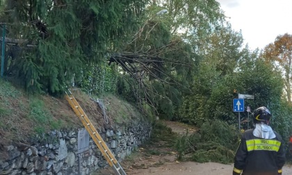 Cade un albero a Capiago Intimiano: tranciati i cavi della corrente e bloccata via Brugnago