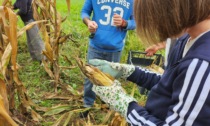 In Cascina Cristina i ragazzi autistici coltivano l'antico mais lombardo