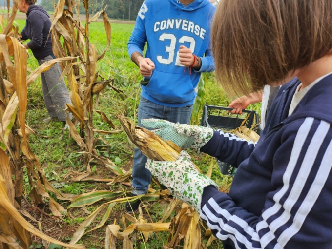 In Cascina Cristina i ragazzi autistici coltivano l’antico mais lombardo