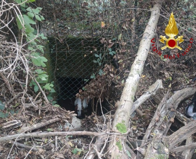 Cane precipita in un pozzo, salvato dai Vigili del fuoco