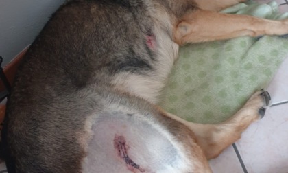 Rovenna: porta a spasso il cane e viene attaccato da un cinghiale