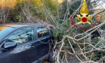 Raffiche di vento: cade l'albero, centrata un'auto parcheggiata a Como