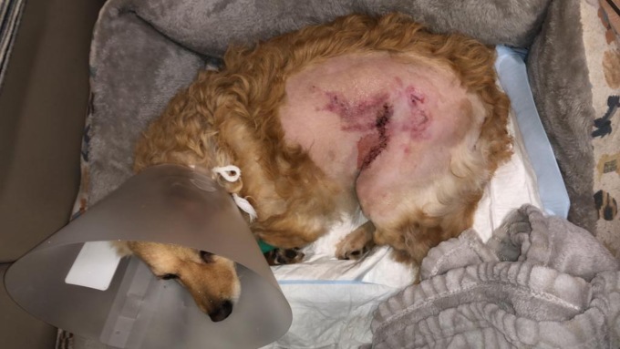 Cagnolina ferita da un cinghiale