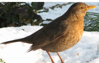 Sono i Giorni della Merla, conosci la leggenda?