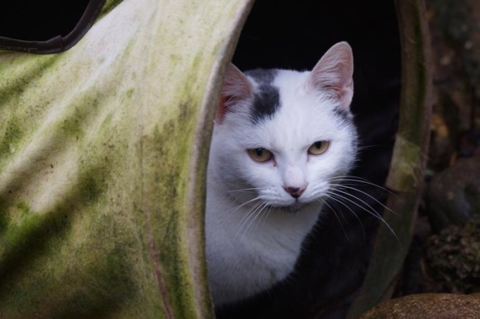 Gli animali non sono giocattoli: Phoebe cerca la sua seconda possibilità