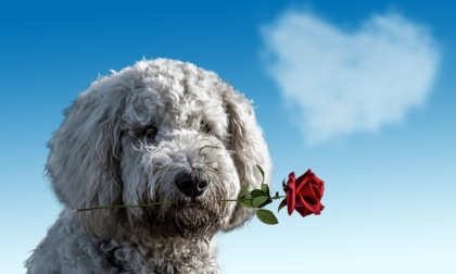 "Gli Amici del randagio" diventa un set fotografico: protagonisti i cani adottati