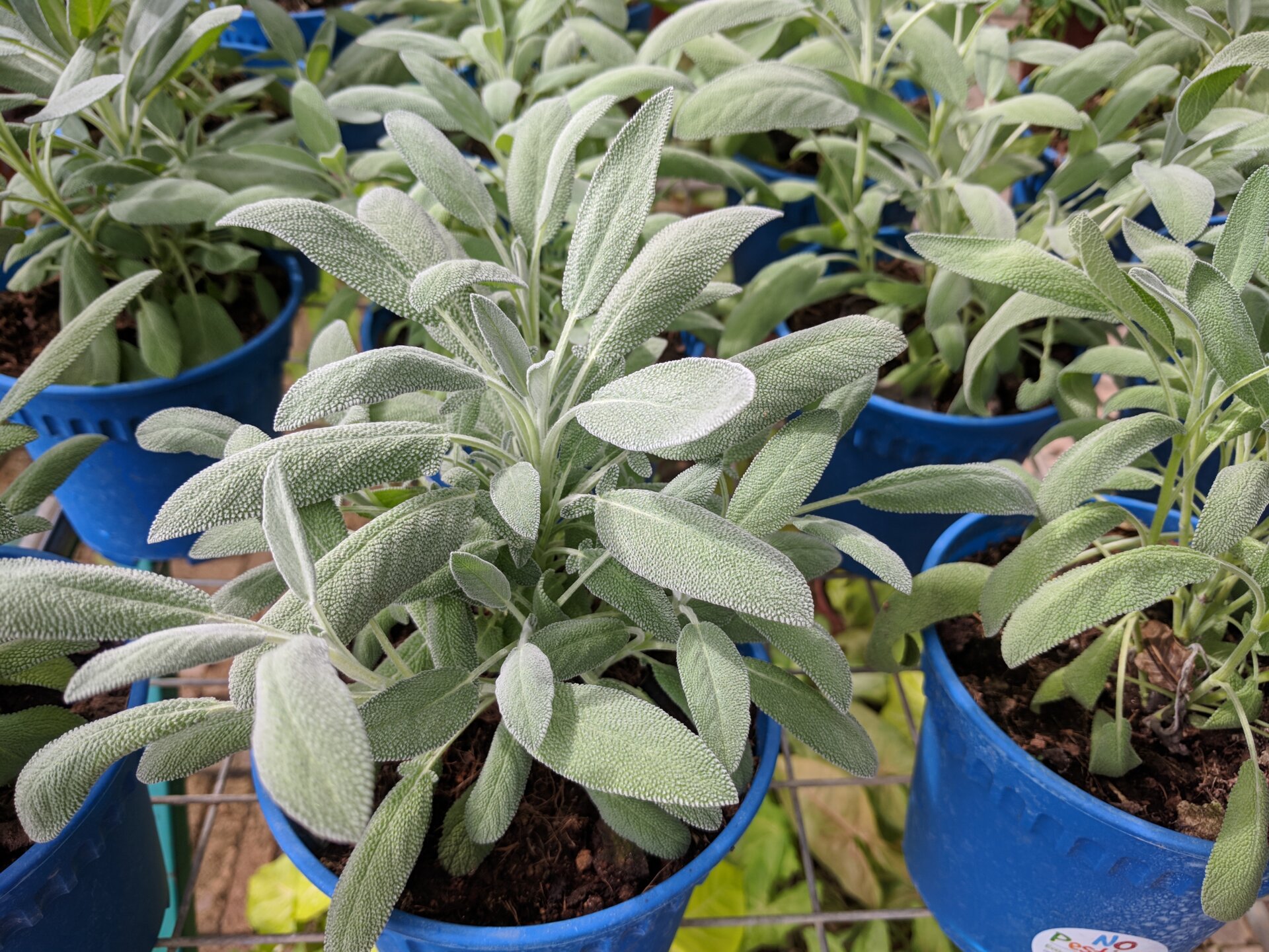 Salvia: pianta aromatica forte e “sana” - Prima Como