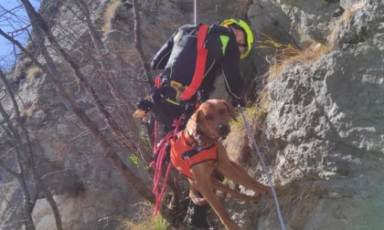 Due cani bloccati su una parete salvati dai Vigili del fuoco