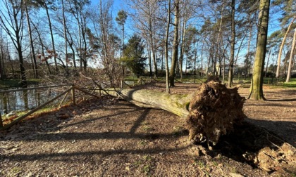 Cade albero al parco dei Vivai