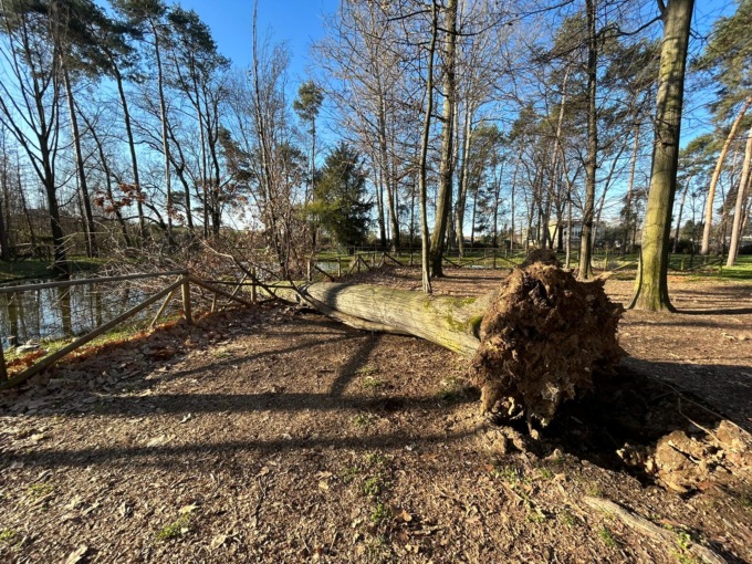 Cade albero al parco dei Vivai