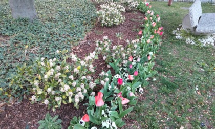 Tulipani in fiore: la primavera sboccia  davanti al Municipio