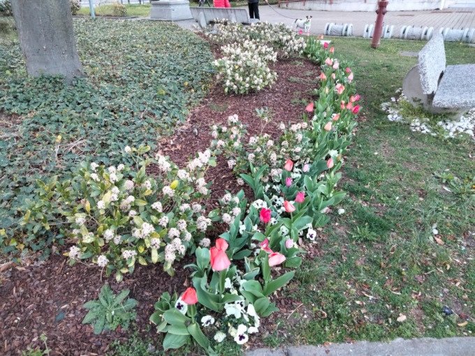 Tulipani in fiore: la primavera sboccia  davanti al Municipio
